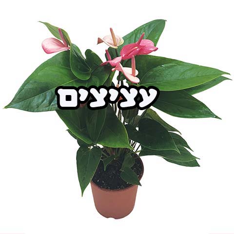 עציצים